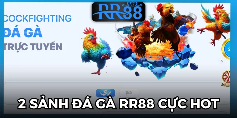 đá gà RR88