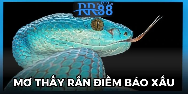 mơ thấy rắn là điềm gì