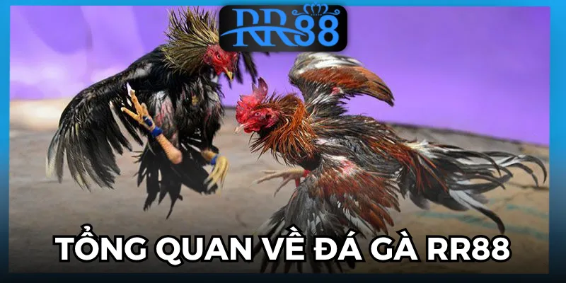 đá gà RR88